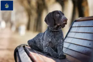 Read more about the article German Shorthair breeders and puppies in Maine