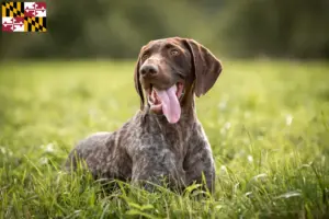Read more about the article German Shorthair breeders and puppies in Maryland
