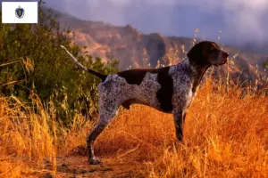 Read more about the article German Shorthair breeders and puppies in Massachusetts