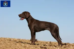 Read more about the article German Shorthair breeders and puppies in Michigan