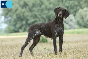 Read more about the article German Shorthair breeders and puppies in Minnesota