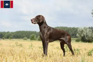 Read more about the article German Shorthair breeders and puppies in Mississippi