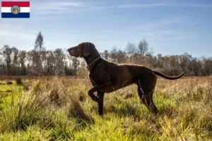 Read more about the article German Shorthair breeders and puppies in Missouri