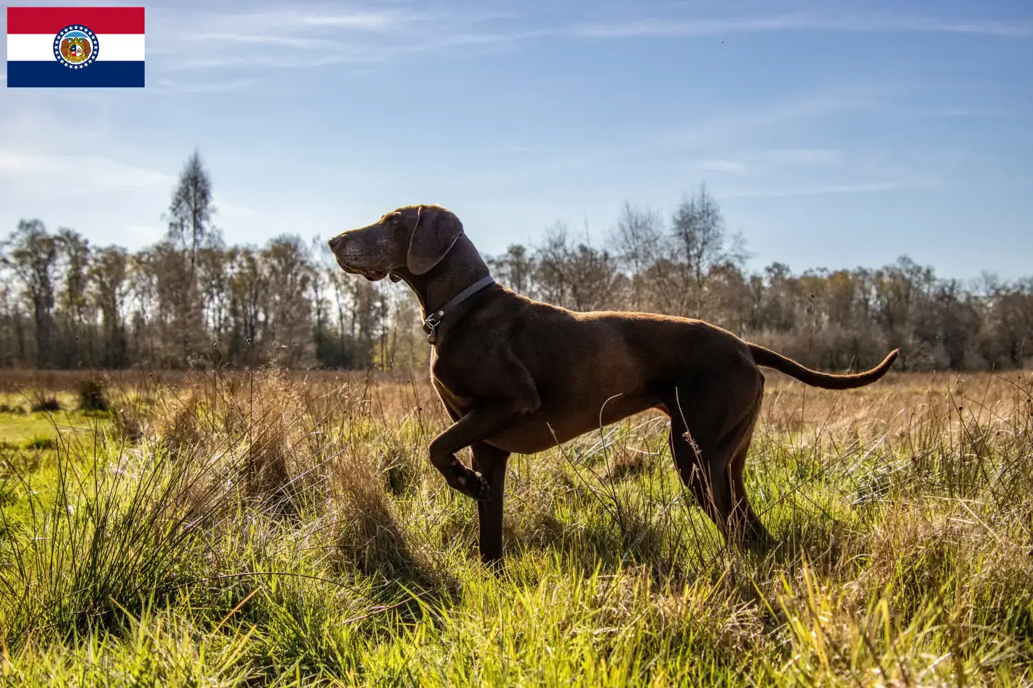 German Shorthair puppies and breeders Missouri Here you can find German Shorthair breeders in Missouri.