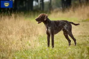 Read more about the article German Shorthair breeders and puppies in Nebraska