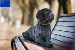 Read more about the article German Shorthair breeders and puppies in Nevada