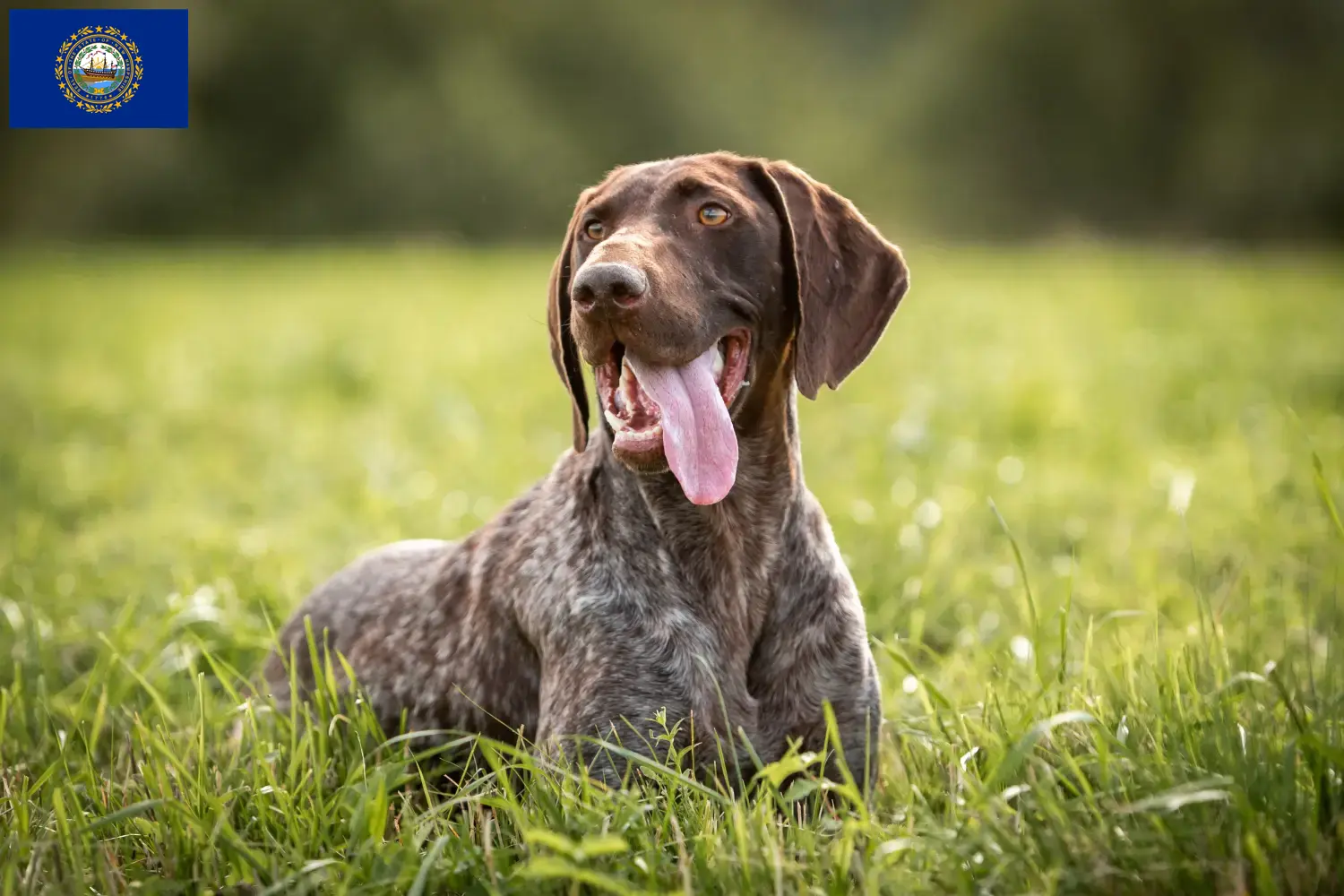 German Shorthair puppies and breeders New Hampshire Find German Shorthair breeders in New Hampshire.