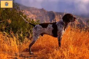 Read more about the article German Shorthair breeders and puppies in New Jersey