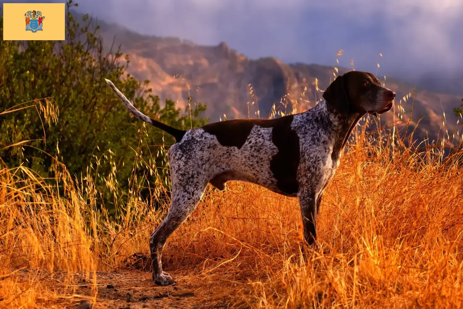 German Shorthair puppies and breeders New Jersey Here you can find German Shorthair breeders in New Jersey.
