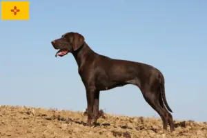 Read more about the article German Shorthair breeders and puppies in New Mexico