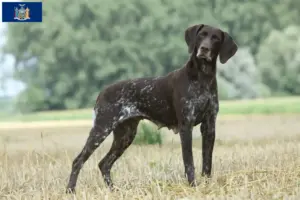 Read more about the article German Shorthair breeders and puppies in New York