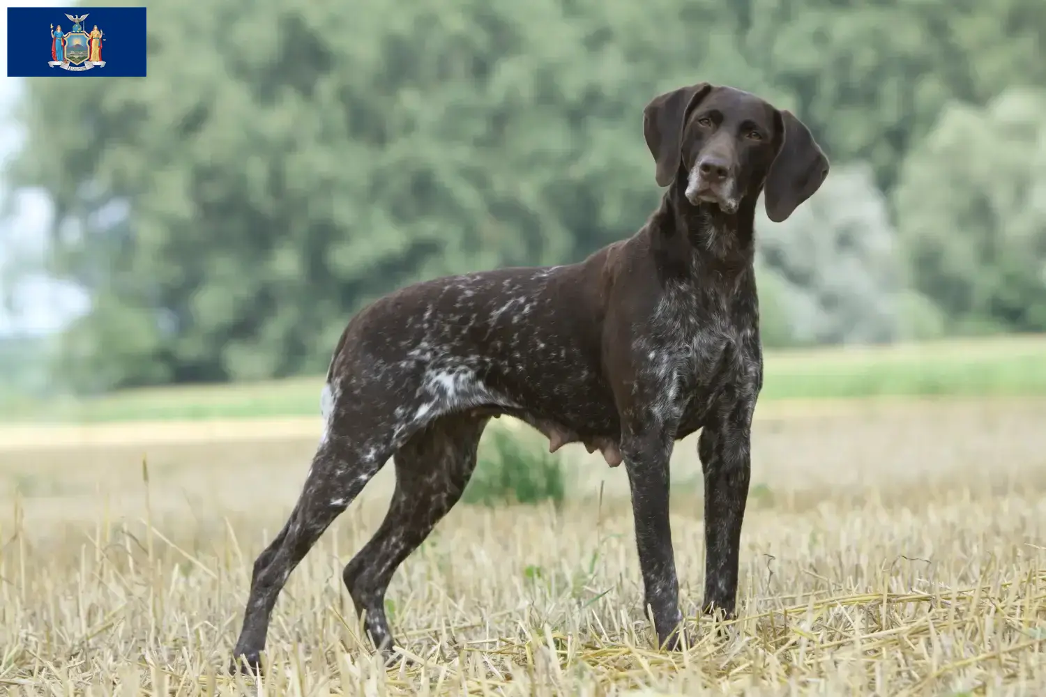 German Shorthair puppies and breeders New York Here you can find German Shorthair breeders in New York.