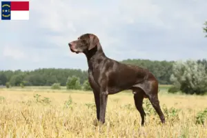 Read more about the article German Shorthair breeders and puppies in North Carolina