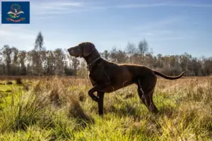 Read more about the article German Shorthair breeders and puppies in North Dakota