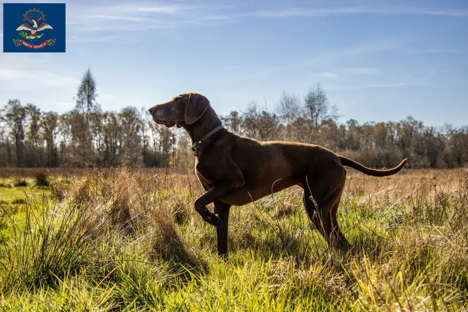 German Shorthair puppies and breeders North Dakota Find German Shorthair breeders in North Dakota.