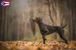 Read more about the article German Shorthair breeders and puppies in Ohio