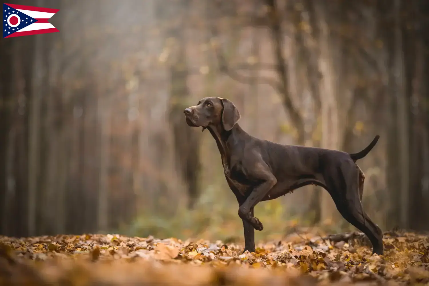 German Shorthair puppies and breeders Ohio Here you can find German Shorthair breeders in Ohio.