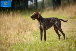 Read more about the article German Shorthair breeders and puppies in Oklahoma
