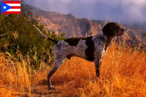 Read more about the article German Shorthair breeders and puppies in Puerto Rico