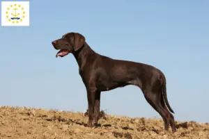Read more about the article German Shorthair breeders and puppies in Rhode Island