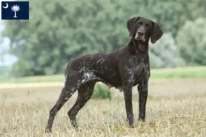 Read more about the article German Shorthair breeders and puppies in South Carolina