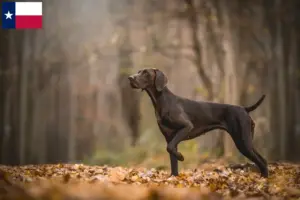 Read more about the article German Shorthair breeders and puppies in Texas