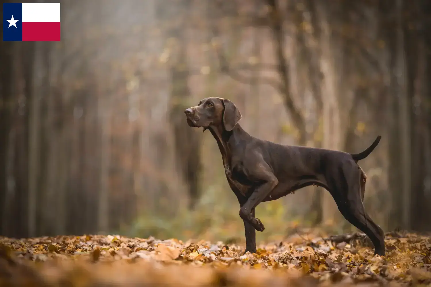 German Shorthair puppies and breeders Texas Here you can find German Shorthair breeders in Texas.