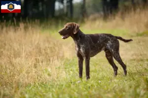 Read more about the article German Shorthair breeders and puppies in Utah