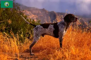 Read more about the article German Shorthair breeders and puppies in Washington