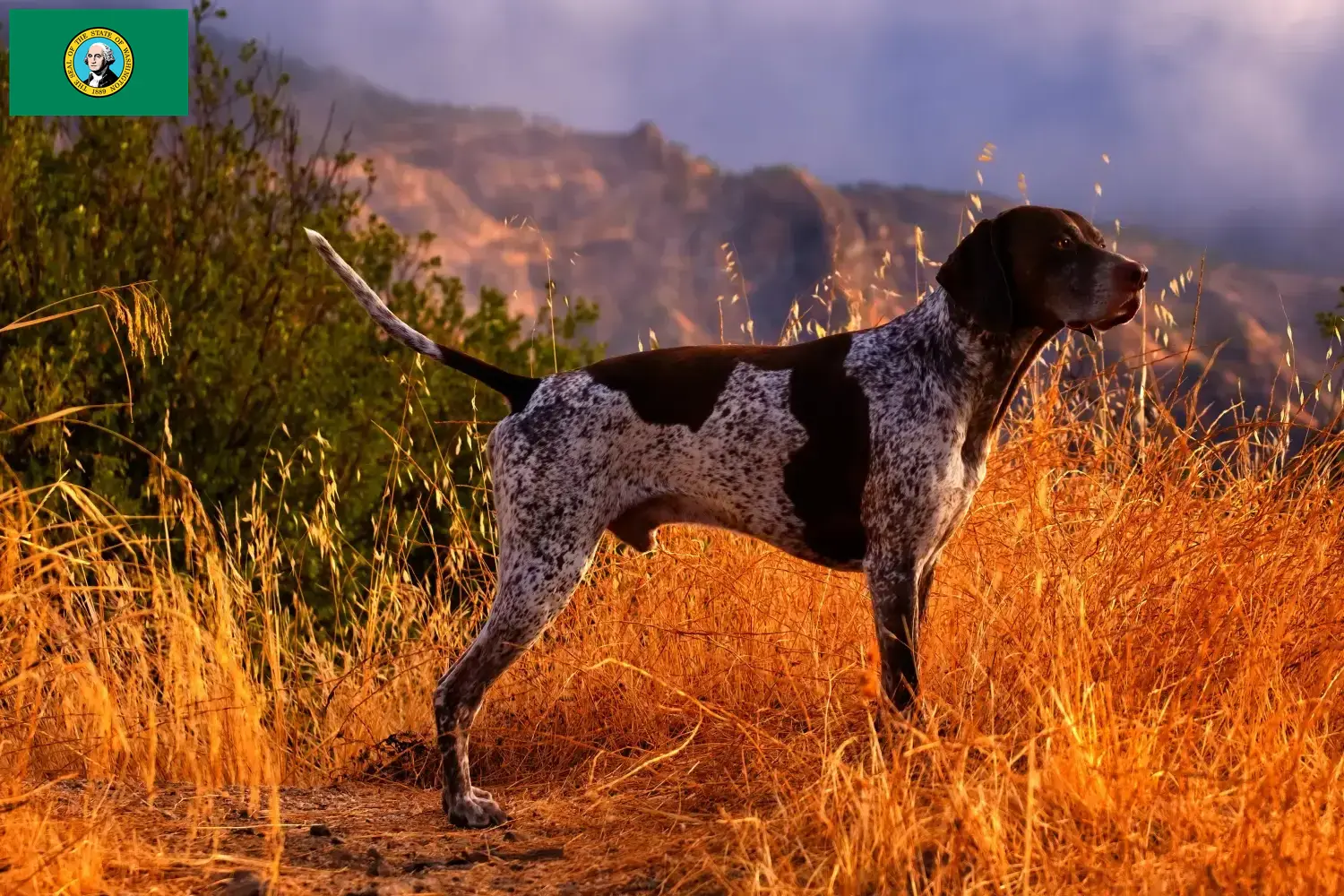 German Shorthair puppies and breeders Washington Here you can find German Shorthair breeders in Washington.