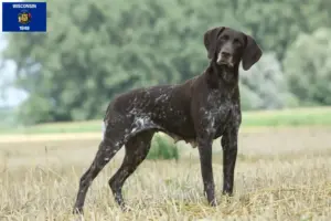 Read more about the article German Shorthair breeders and puppies in Wisconsin
