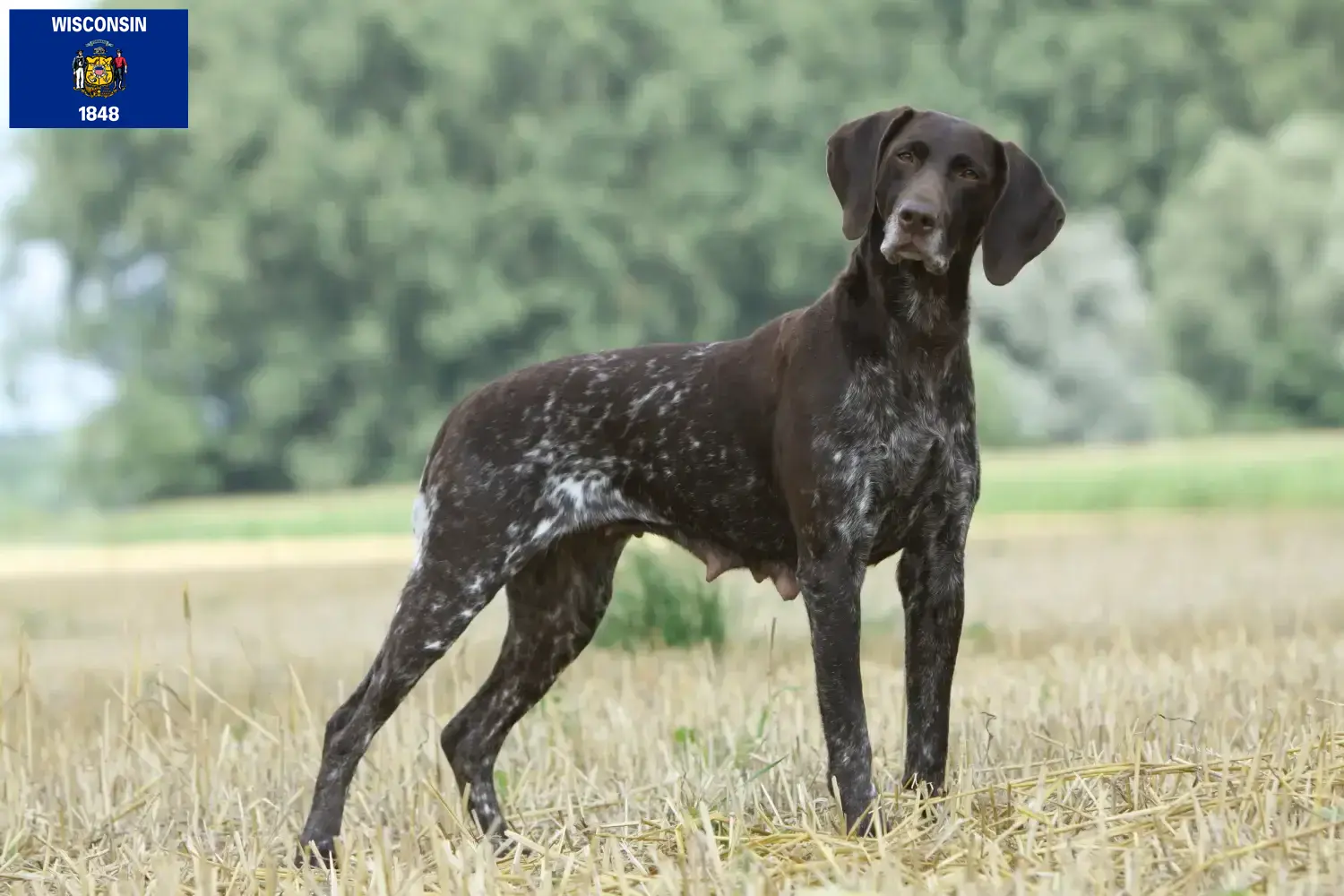 German Shorthair puppies and breeders Wisconsin Find German Shorthair breeders in Wisconsin.