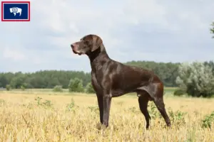 Read more about the article German Shorthair breeders and puppies in Wyoming