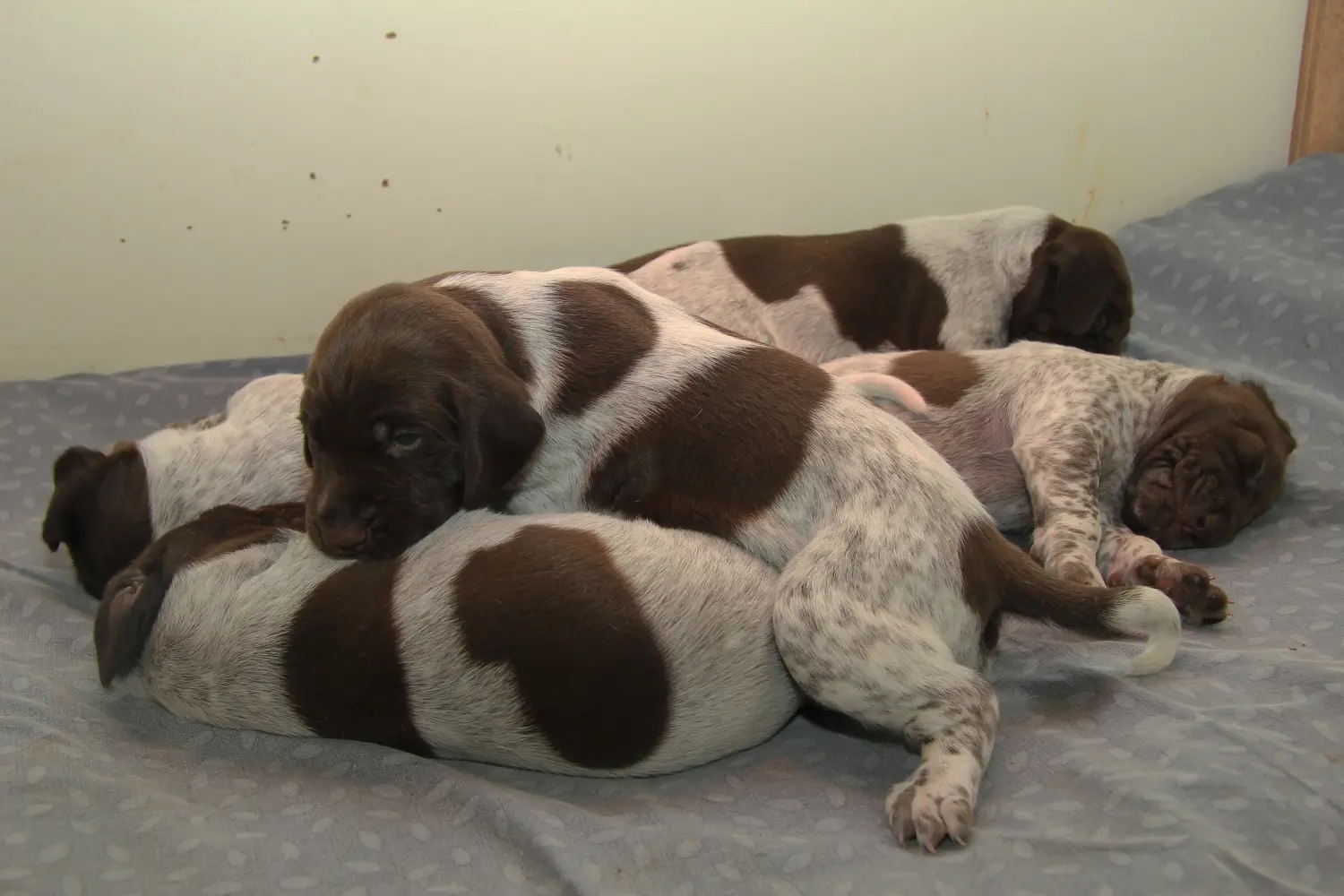 Buying a German Shorthair puppy means taking responsibility! Buy German Shorthair puppies.