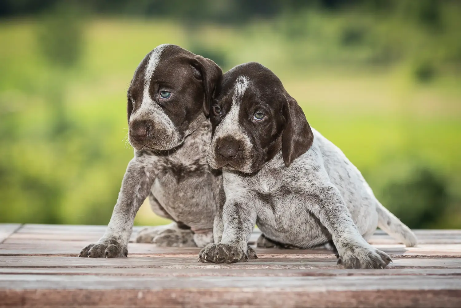 Buying a German Shorthair puppy means taking responsibility! Buy German Shorthair puppies.