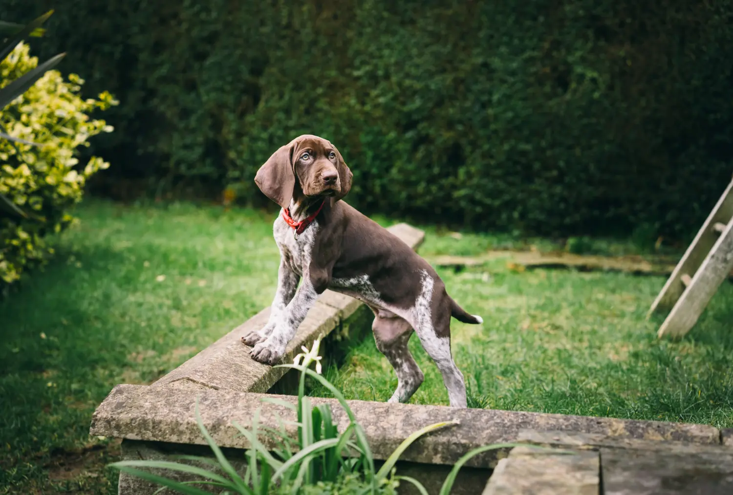 Buying a German Shorthair puppy means taking responsibility! Buy German Shorthair puppies.