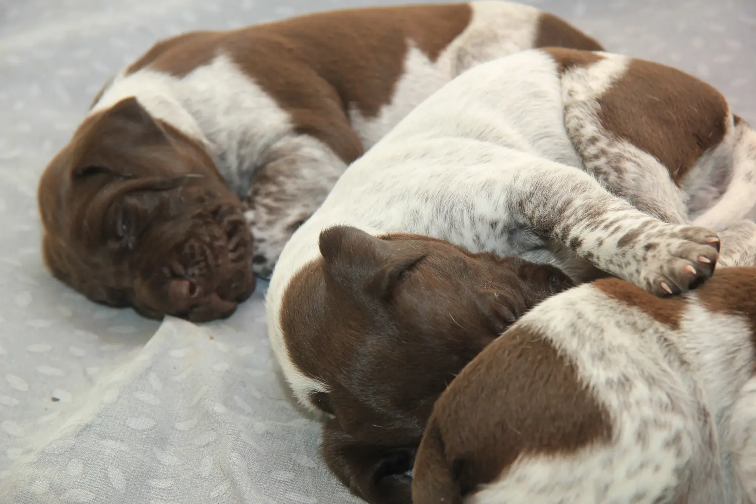 Buying a German Shorthair puppy means taking responsibility! Buy German Shorthair puppies.