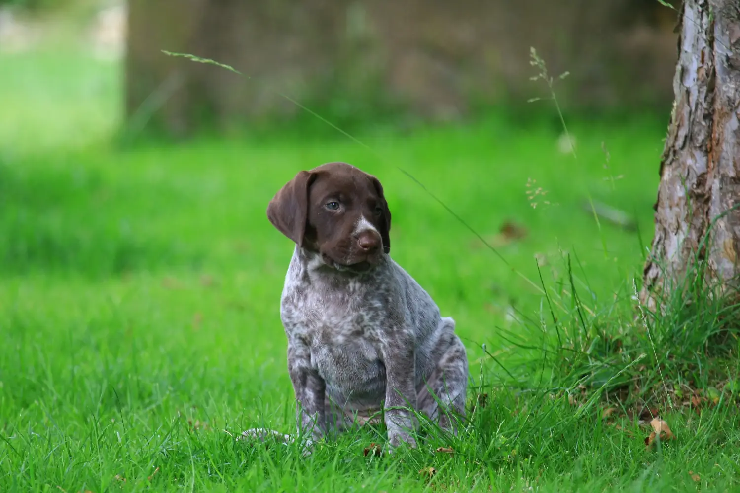 Buying a German Shorthair puppy means taking responsibility! Buy German Shorthair puppies.