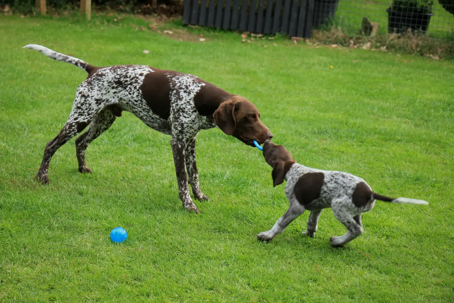 Buying a German Shorthair puppy means taking responsibility! Buy German Shorthair puppies.