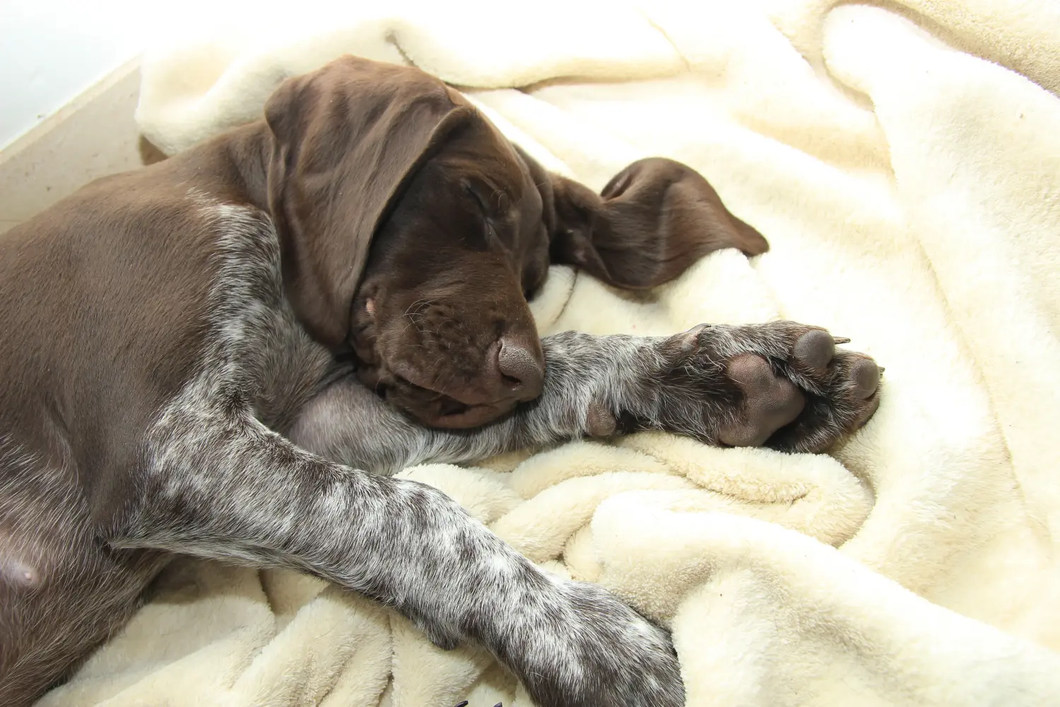 Buying a German Shorthair puppy means taking responsibility! Buy German Shorthair puppies.