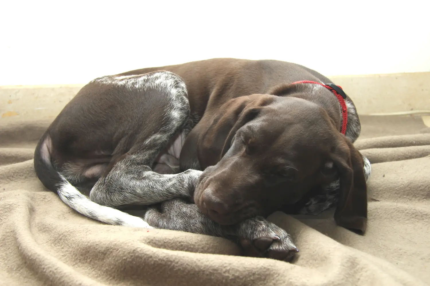 Buying a German Shorthair puppy means taking responsibility! Buy German Shorthair puppies.