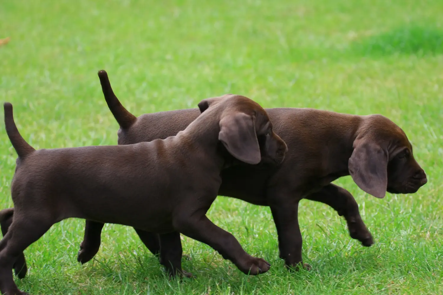 Buying a German Shorthair puppy means taking responsibility! Buy German Shorthair puppies.