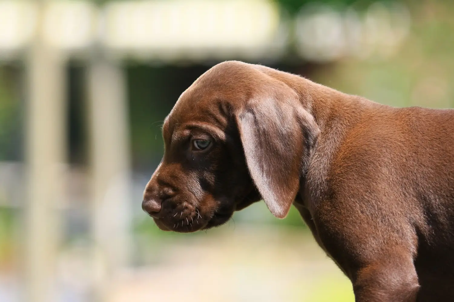 Buying a German Shorthair puppy means taking responsibility! Buy German Shorthair puppies.