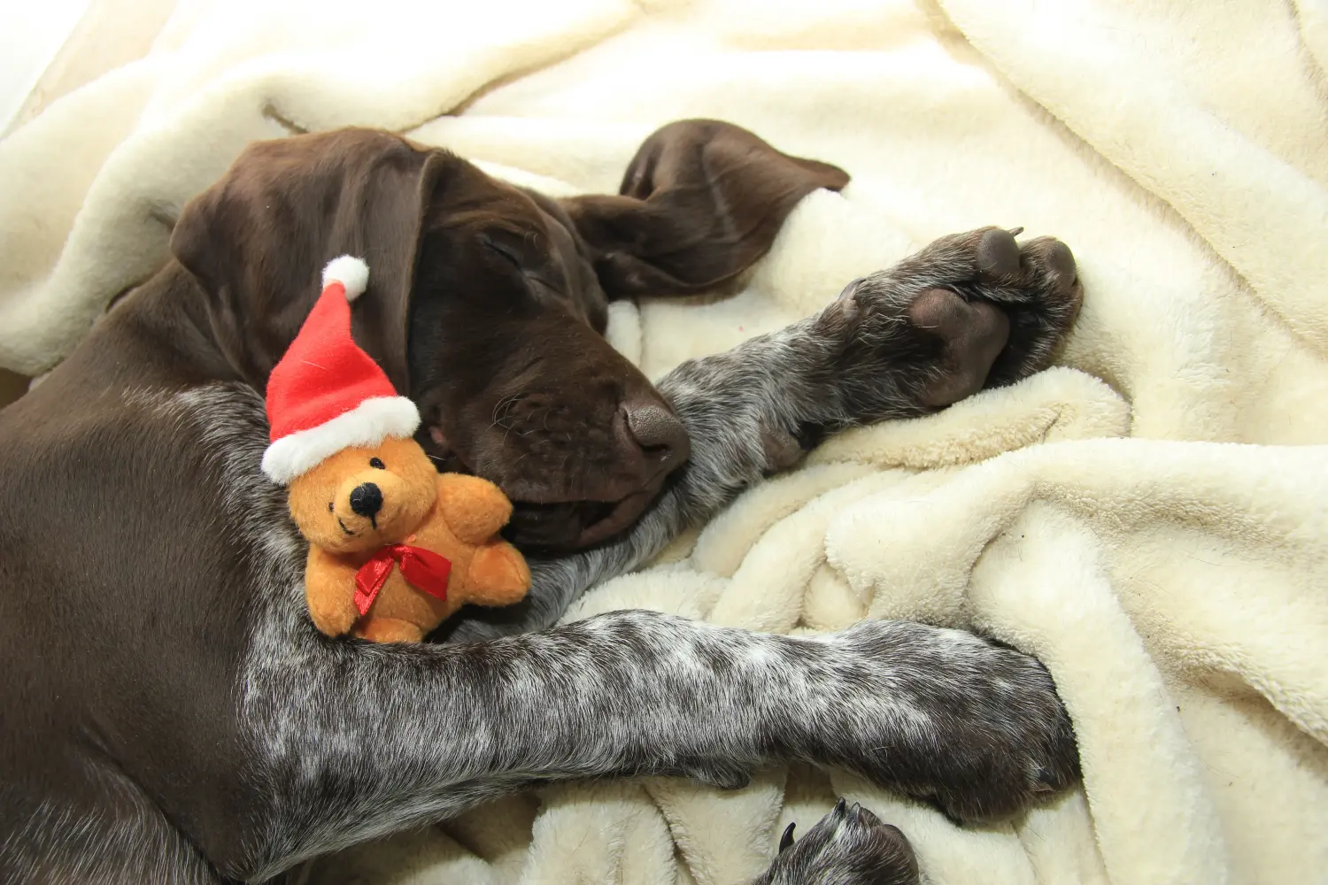 Buying a German Shorthair puppy means taking responsibility! Buy German Shorthair puppies.