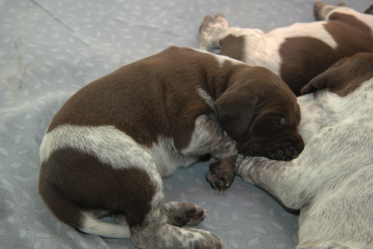 Buying a German Shorthair puppy means taking responsibility! Buy German Shorthair puppies.