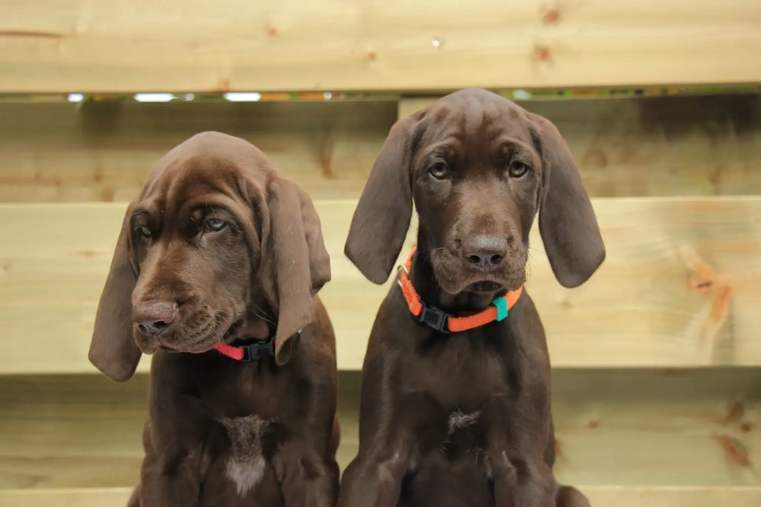 Buying a German Shorthair puppy means taking responsibility! Buy German Shorthair puppies.