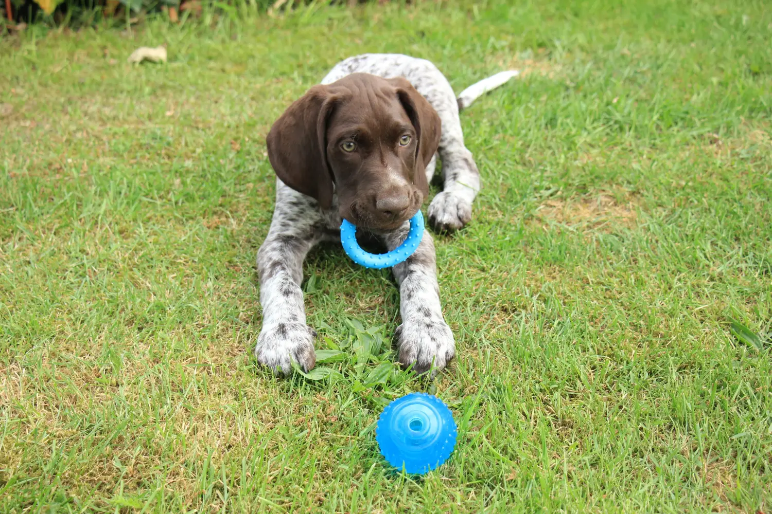 Buying a German Shorthair puppy means taking responsibility! Buy German Shorthair puppies.