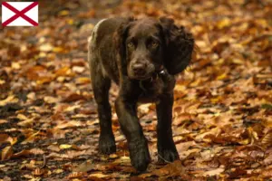 Read more about the article German watchdog breeders and puppies in Alabama