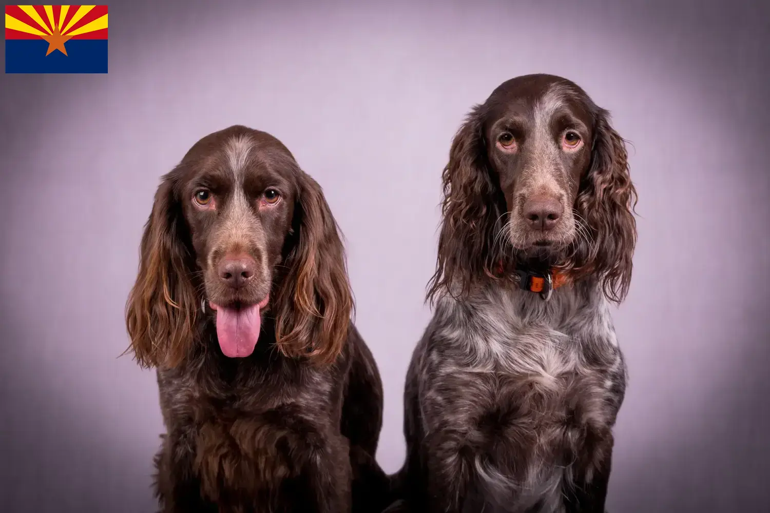 German Wachtelhund puppies and breeders Arizona Find German Quail Dog breeders in Arizona.