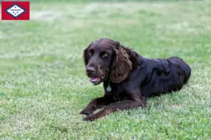Read more about the article German Quail Dog Breeder and Puppies in Arkansas